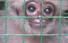 Owa Jawa berusia empat bulan yang diselamatkan dari upaya perdagangan satwa ilegal. Dok: Eranasional/HO BBC INDONESIA/Irma.